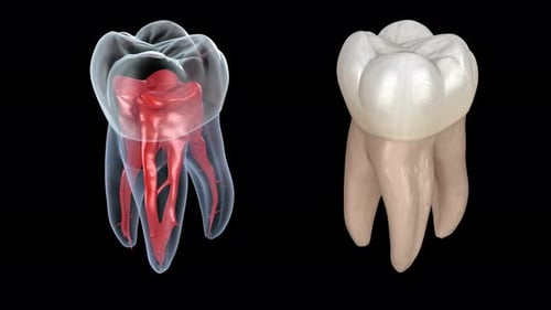 Human Tooth Anatomy 3D Model with Visible Dental Pulp and Roots