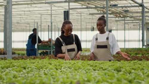 Women Discussing Crops in Greenhouse Farm