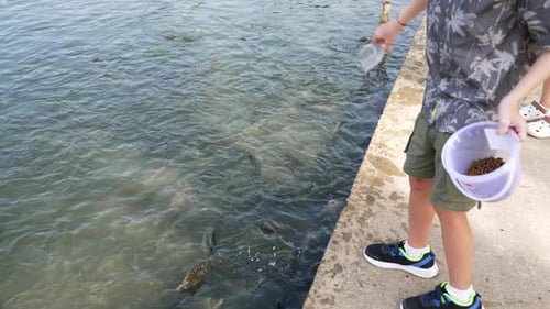 Kid Feeding Fish at a Dock Near Clear Water in Bright Sunshine