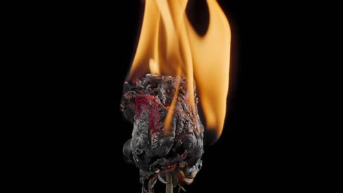 Burning Rose Engulfed in Flames on Black Background