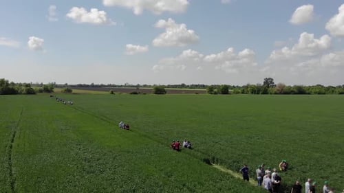 green barley and wheat fields aerial view