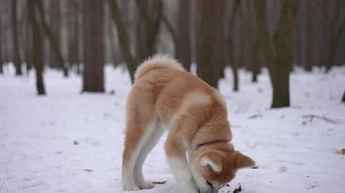 Concentrated Furry Dog Eating From Floor in Winter Forest Outdoors Side View Portrait of Adorable