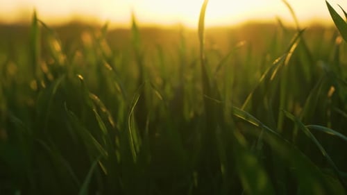Green Wheat Sprouts on Field with Sunset Background Crop Cultivation Agribusiness