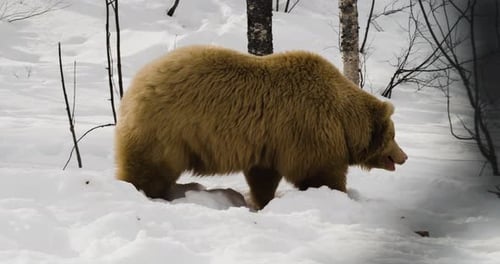 Bear Walking in Snowy Winter Forest