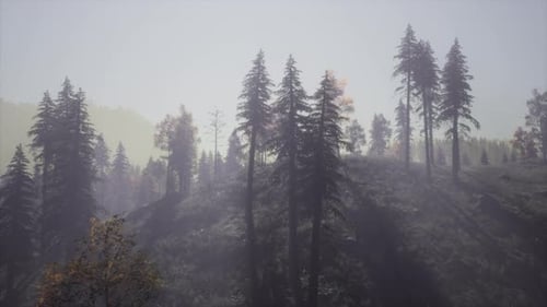 Evergreen Fir Trees with Cones Peaks of French Alps Mountains