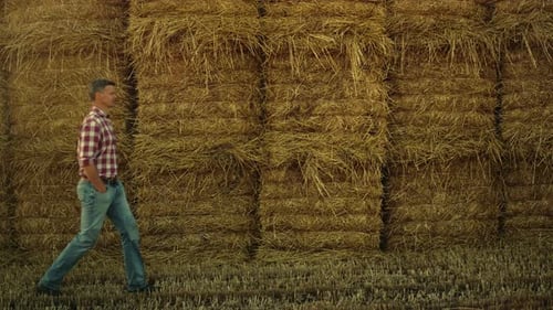 Farmer Walking by Golden Hay Bales in a Field