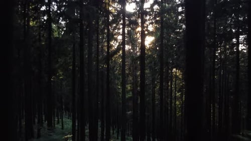 Vue aérienne par Drone de la Lumière Du Soleil Perçant Les Arbres De La Forêt Sombre