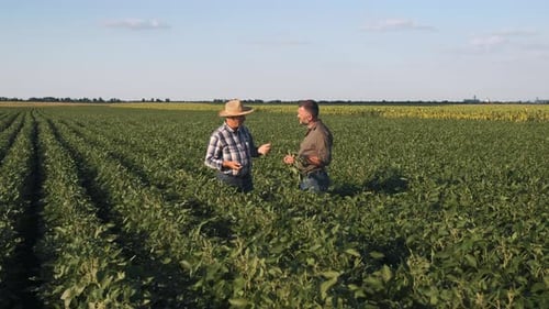 Two farmers in a field examining soy crop.