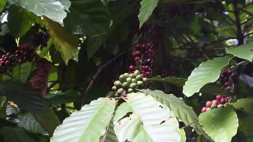 Young and old coffee beans grow in coffee tree plantations in Tabanan, Bali. Organic farming agricul