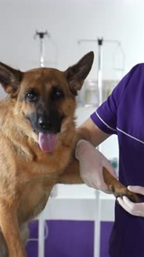 German Shepherd Dog Examined at Veterinarian's Office