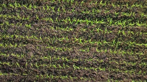 Aerial view of fields and agricultural parcels. Agricultural landscape: