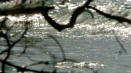 Sunlight glistens magically as strong waves break and crash on shore, tree branch silhouette in fron