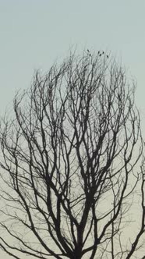 Birds perched on bare tree branches against the sky