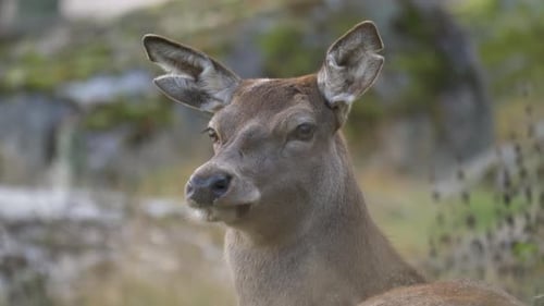 Portrait of Pale brown Fallow Deer beware of his surroundings, in a rocky nordic forest - Close up