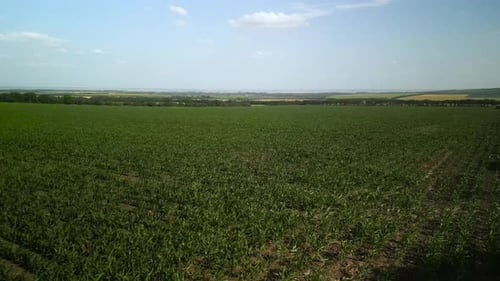 Green corn field aerial view