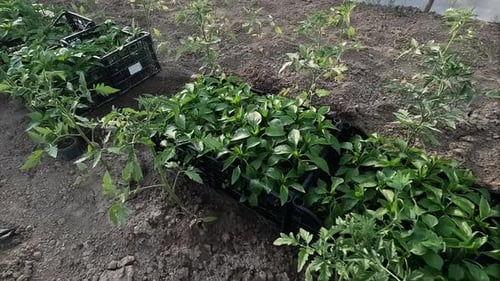 Rows of Green Seedlings in a Farm Greenhouse