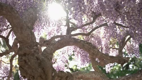 Tree with pink leaves in a sunny day in the park