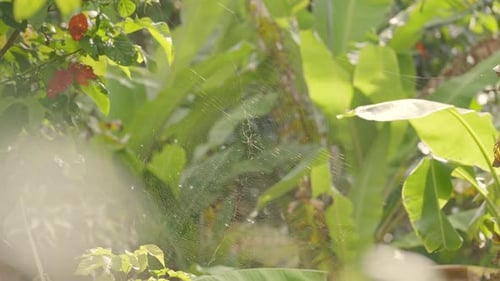 Spider Web In A Close-up View