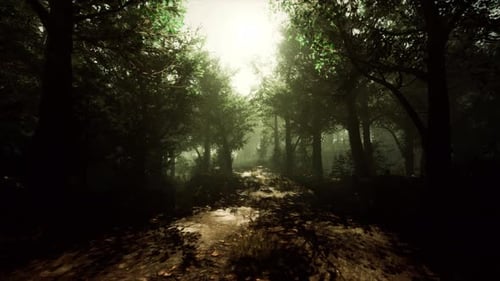 A Serene Forest Trail Surrounded By Nature