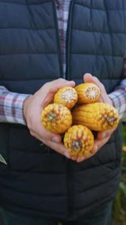 Man Holding Corn on the Cob in Hands