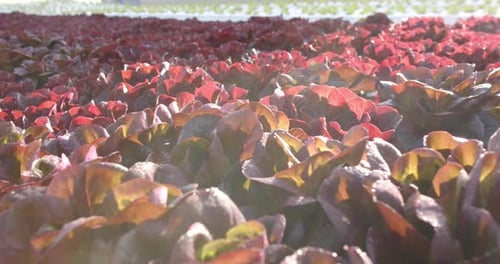 Growing red lettuce, hydroponic farm showcasing vibrant and healthy plants, copy space