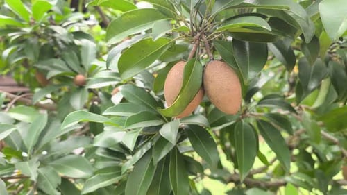 Fresh Sapodilla Fruit Hanging on a Ciku Tree