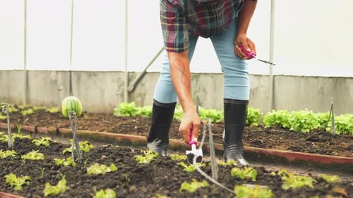 Asian man plowing the soil to grow organic fresh hydroponic vegetable in a greenhouse garden