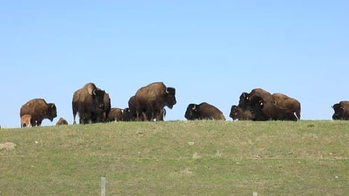 Troupeau de bisons apprivoisés sur une colline herbeuse en Saskatchewan, au Canada. Angle bas, plan large