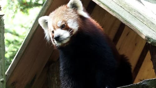 Red Panda Peeks Out from Wooden Structure