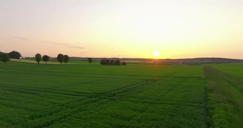 Luftaufnahme der Reifung von Sojabohnenfeldern während der Frühjahrssaison Agricultural Landscape Bird's