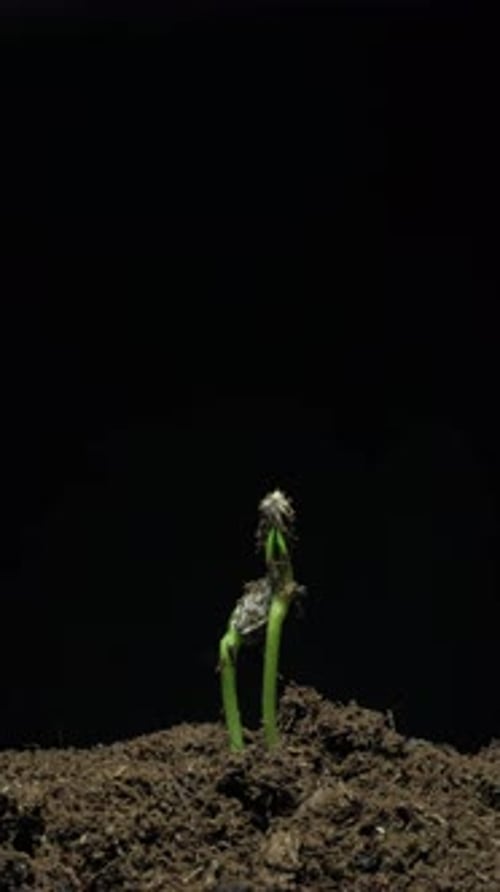 Green Sprout Growing From Soil Time Lapse