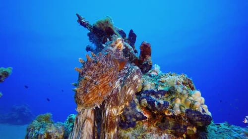 Blue Sea Red Octopus