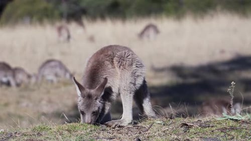 Wallaby füttert tagsüber Gras auf der Wiese - Nahaufnahme
