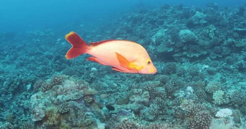 Underwater scuba diving with coral reef and fish.