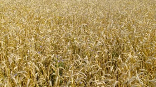 Aerial low fligh over wheat field ready to be harvested before crop in Czeczewo, a village in the ad