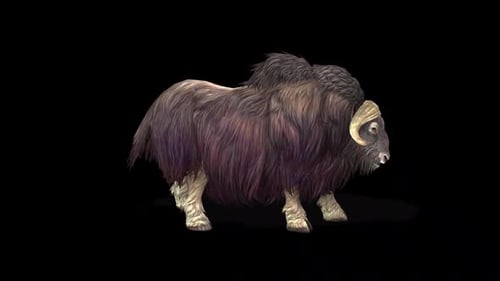Animated Realistic 3D Musk Ox