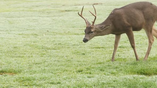 Wild Male Deer with Antlers Horns Grazing Green Lawn Grass