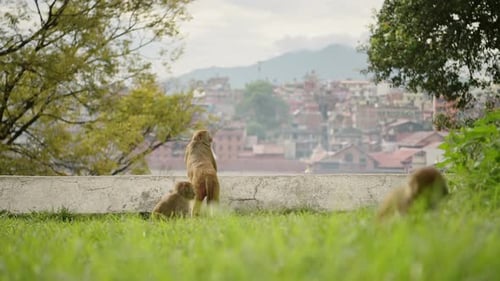 Urban Wildlife Shot of Monkeys in Kathmandu in Nepal at Pashupatinath Temple, Urban Wildlife in Kath