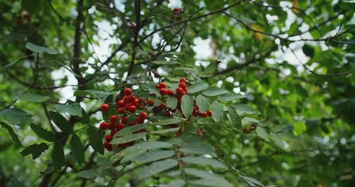 Rowans Red Berries at Summer