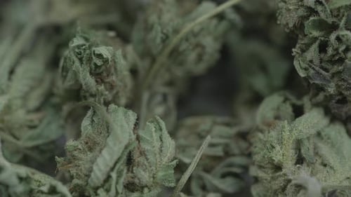 Close Up of Green Leafy Plants