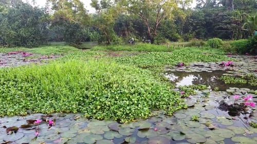 Water lily In the middle of green grass, pond river sea, Water lily blooming, Beautiful aerial shot,