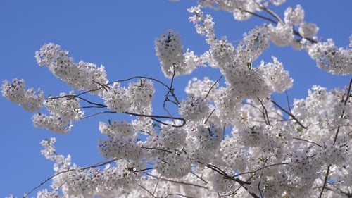 Cherry Blossom Beauty in Spring Spring Cherry Blossom Floral Scene Cherry Blossom Season in Spring