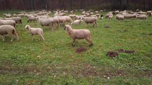 Herd of white sheeps on green pasture in outdoor enclosure. The sheeps and lambs walking around and