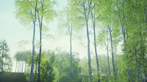 White Birch Trees in the Forest in Summer