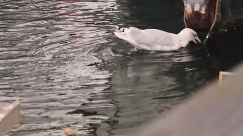 Gaviota flotando en el mar en busca de comida. Un pájaro en el agua muerde alguna estructura de hierro en busca