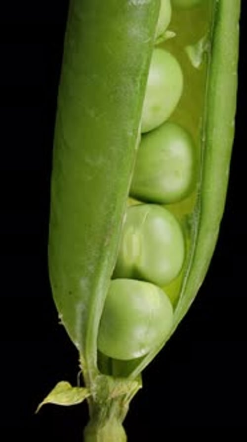 Vertical video. Opened Pea Pod with Fresh Peas inside, looped rotation on an isolated black