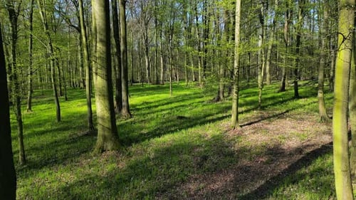 Mit Sonnenschein im Frühlingswald umziehen