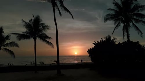 Silhouette of Palm Trees on Beach at Sunset Time Aerial View