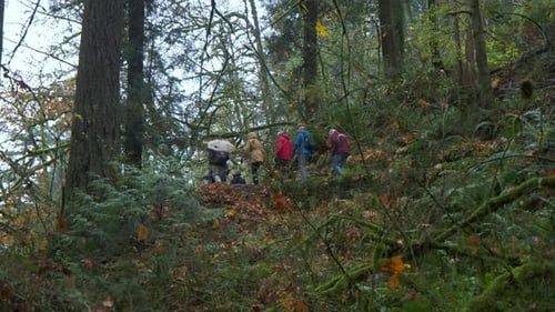 Group Hike Through Misty Forest Together in Oregon
