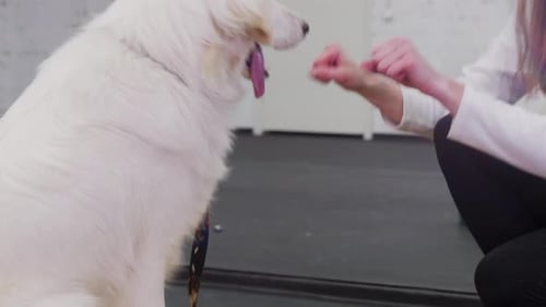 Woman Treats White Dog on Yellow Platform